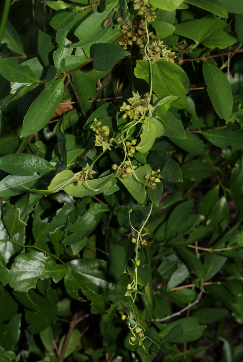 Dioscorea buchananii subsp. buchananii