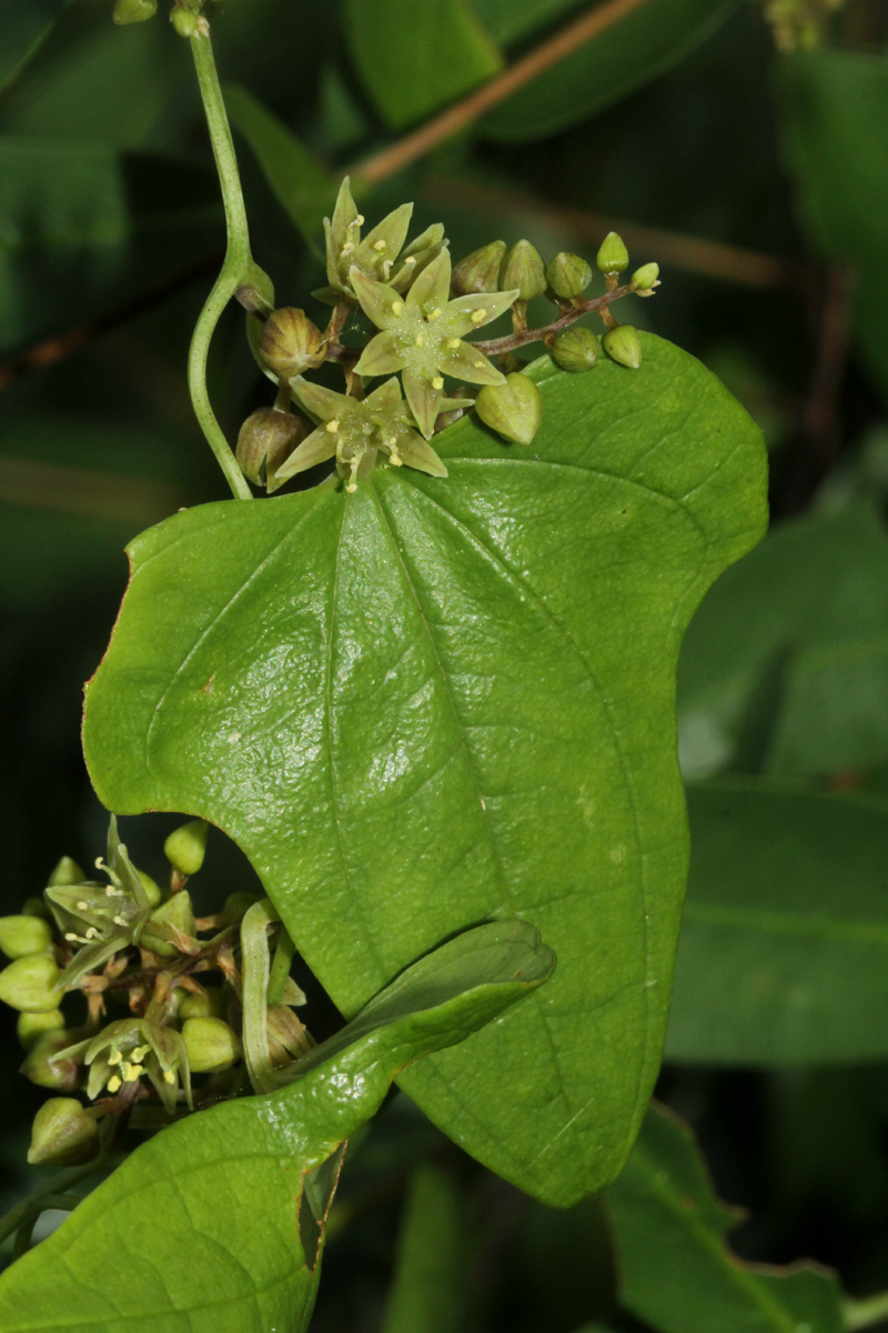 Dioscorea buchananii subsp. buchananii Dioscorea buchananii subsp. buchananii