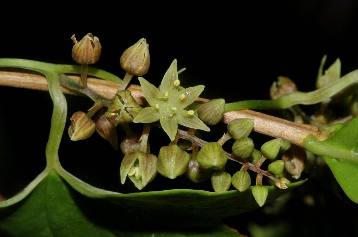 Dioscorea buchananii subsp. buchananii