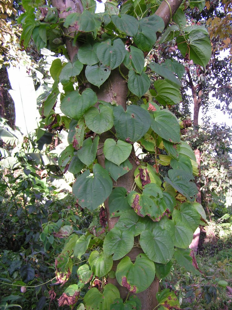 Dioscorea bulbifera