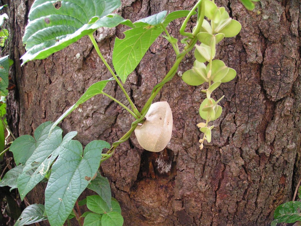 Dioscorea bulbifera