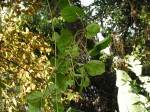 Dioscorea bulbifera