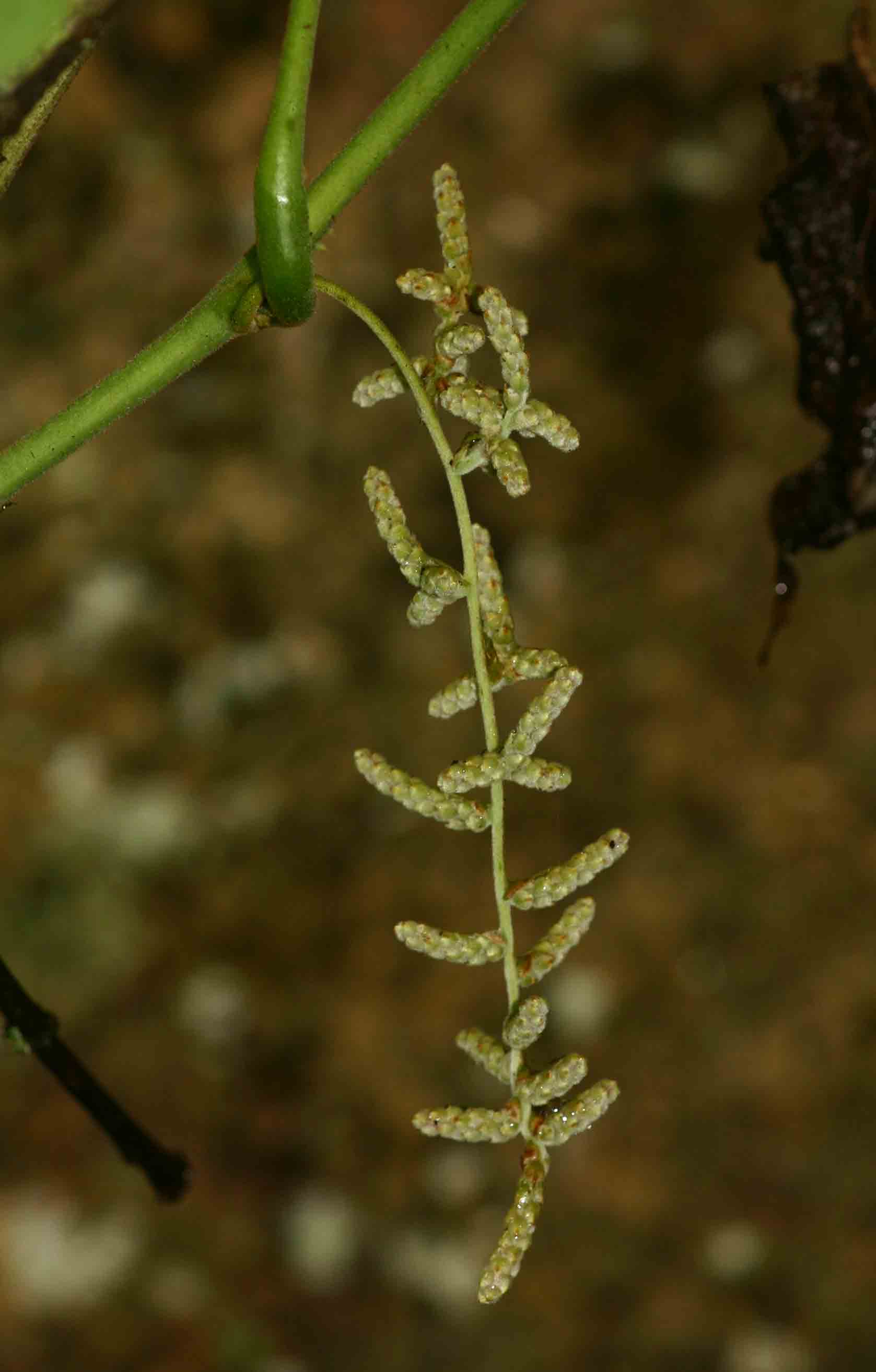 Dioscorea dumetorum