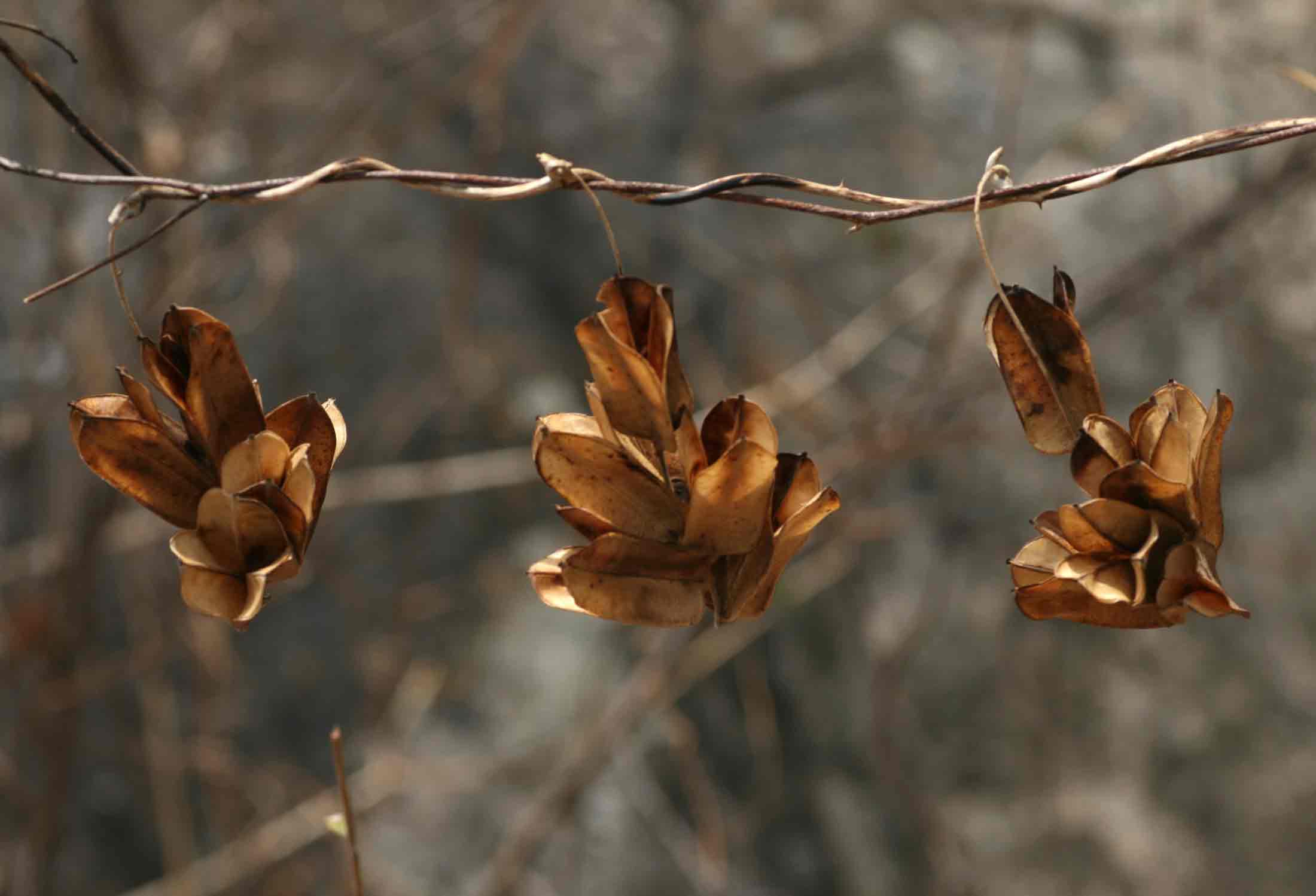 Dioscorea dumetorum Dioscorea dumetorum