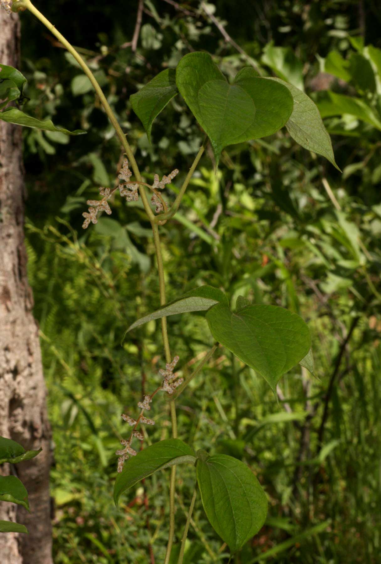 Dioscorea dumetorum