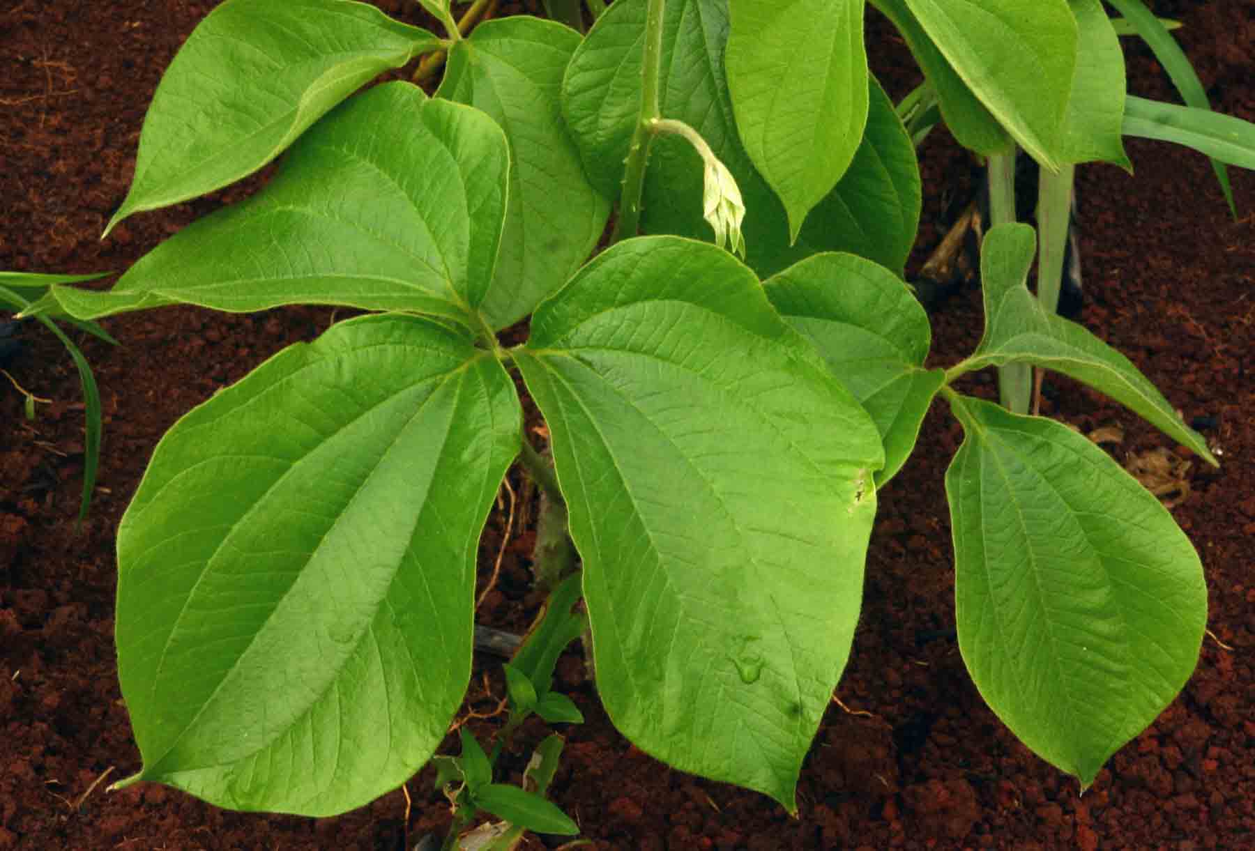 Dioscorea dumetorum
