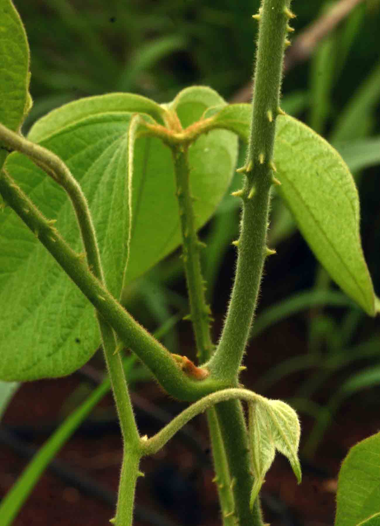 Dioscorea dumetorum