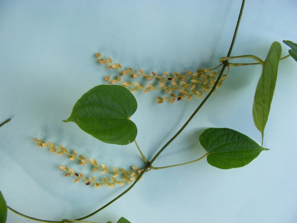 Dioscorea praehensilis Dioscorea praehensilis