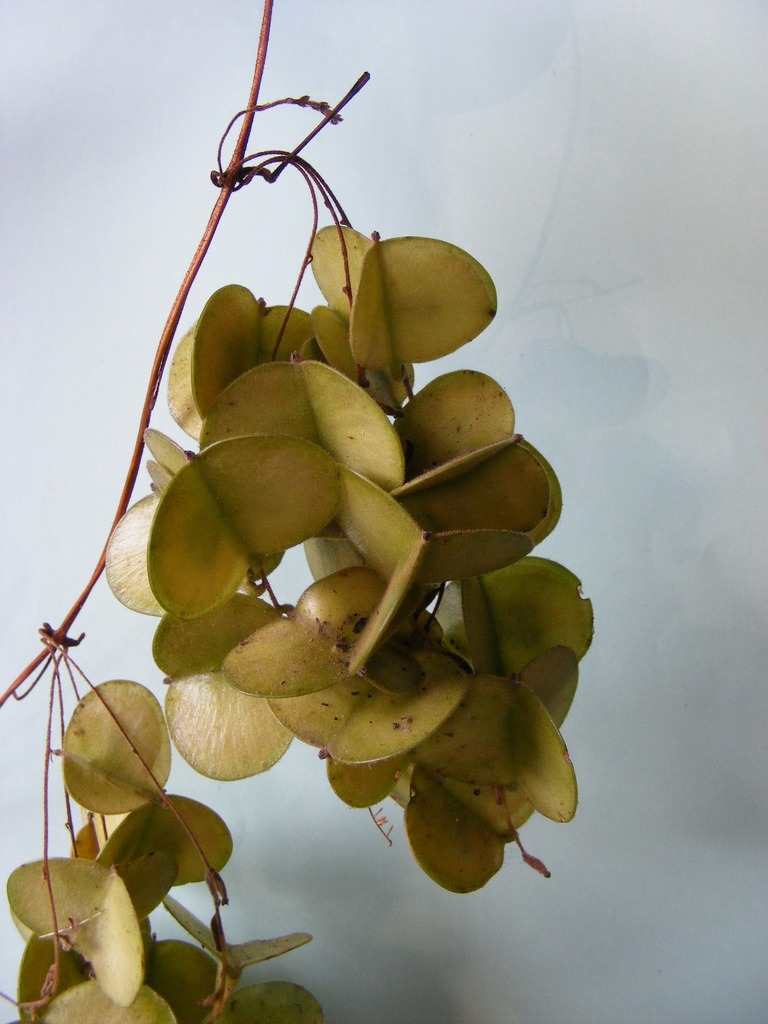 Dioscorea praehensilis