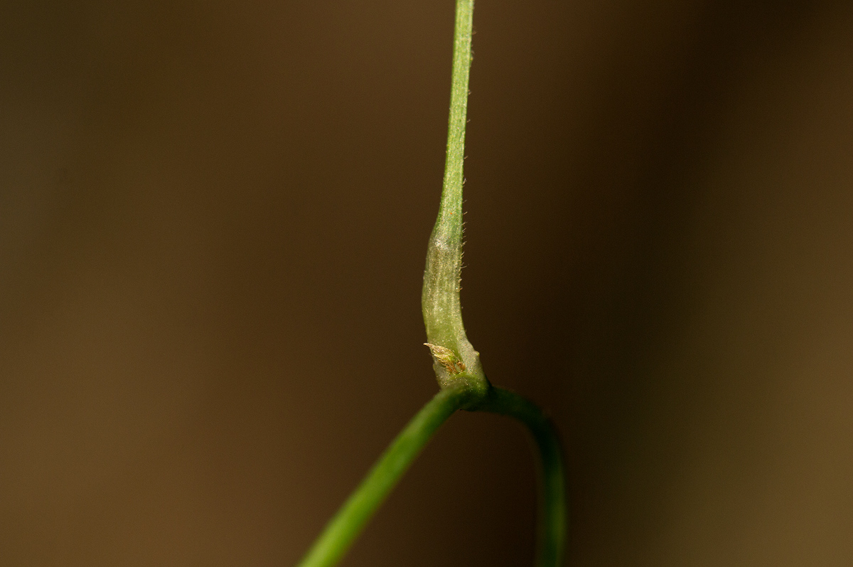 Dioscorea quartiniana Dioscorea quartiniana