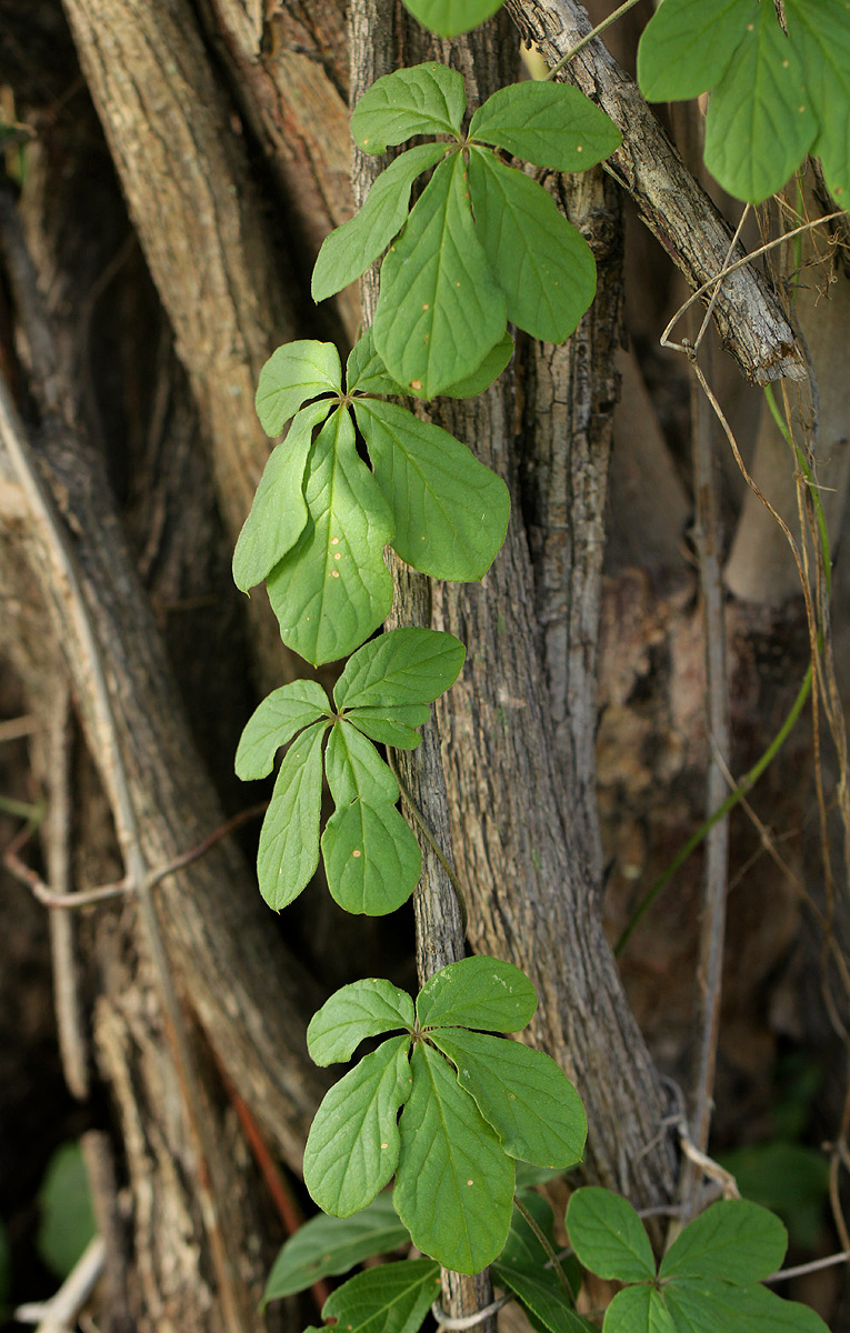 Dioscorea quartiniana Dioscorea quartiniana