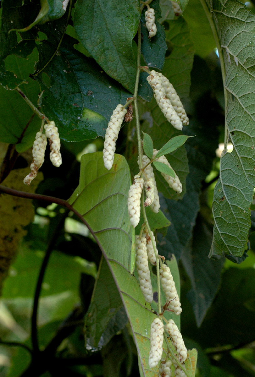 Dioscorea quartiniana