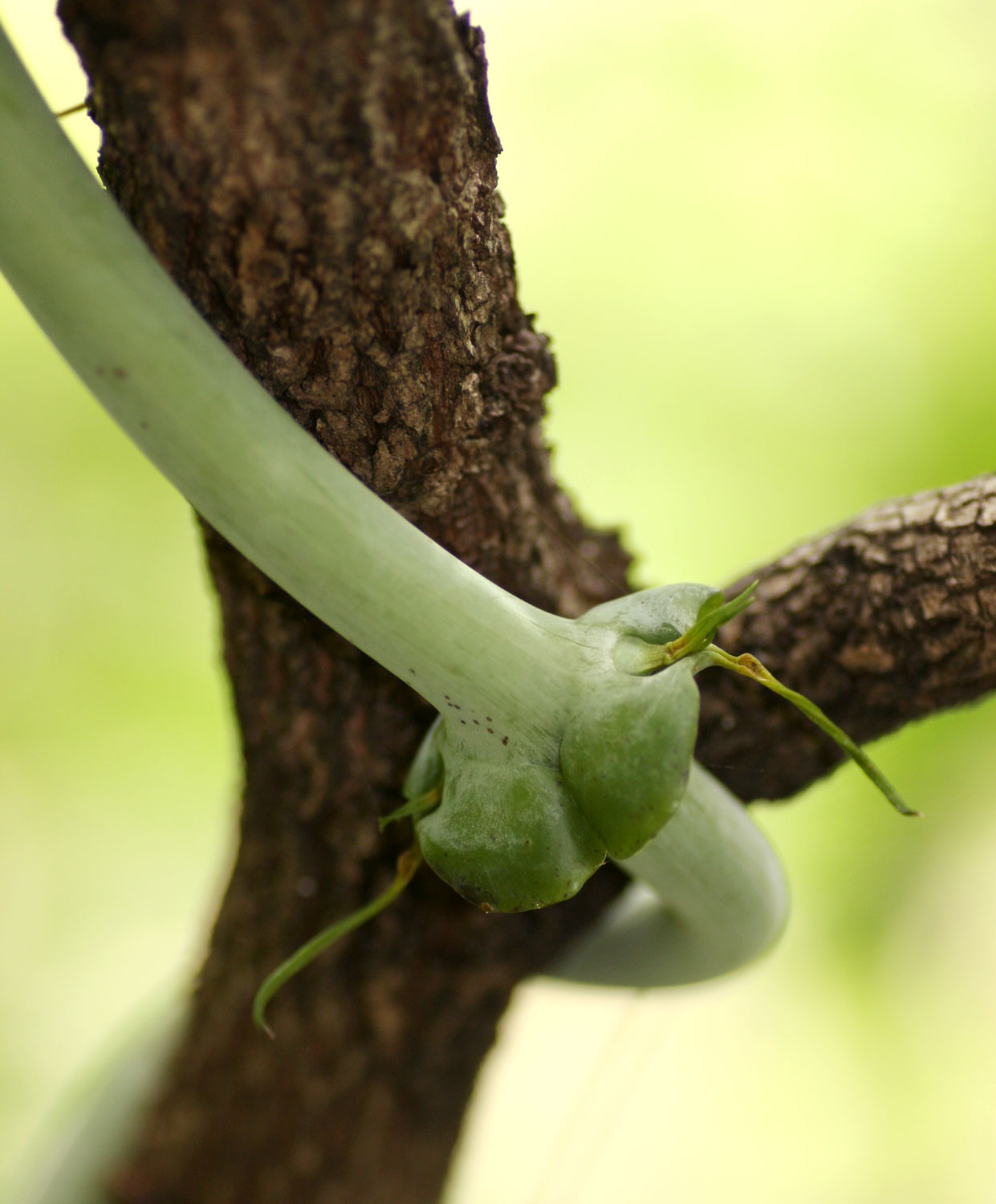 Dioscorea sansibarensis