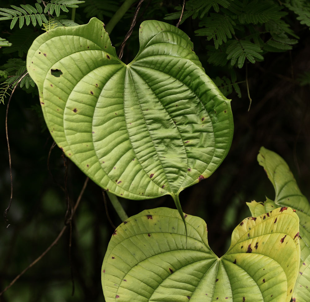 Dioscorea sansibarensis