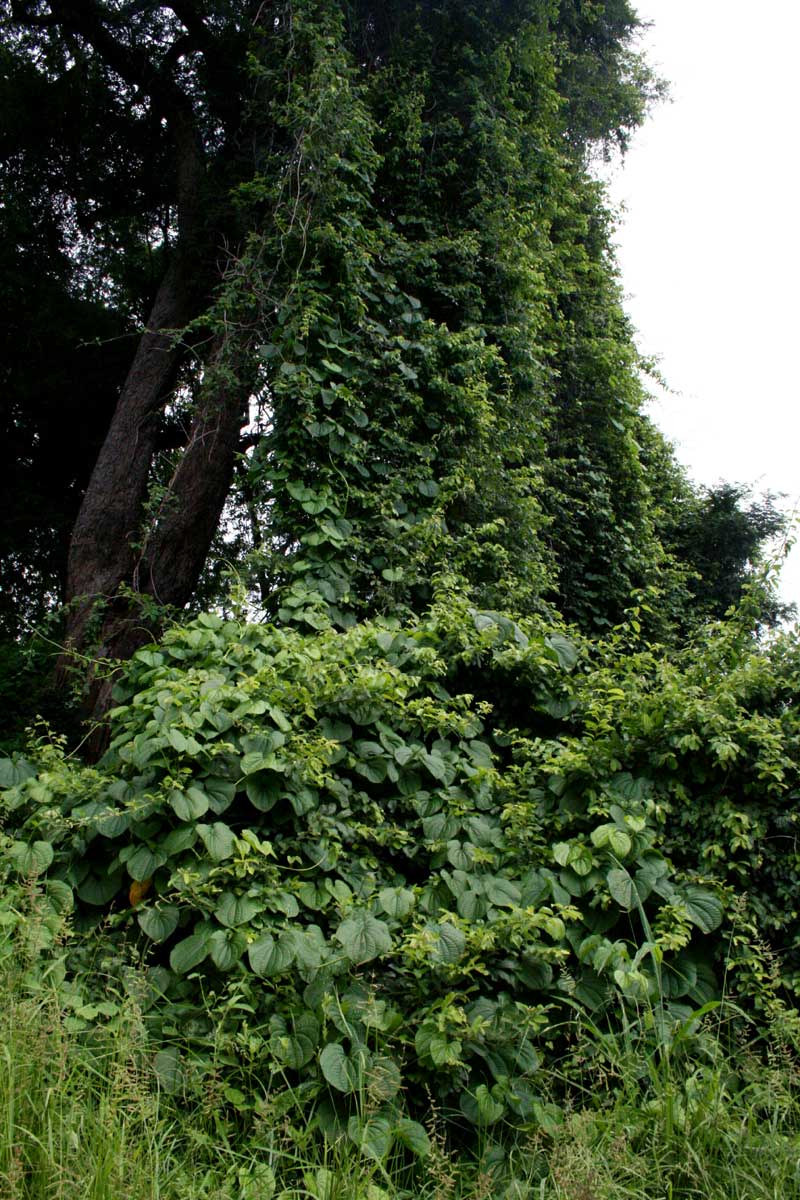 Dioscorea sansibarensis