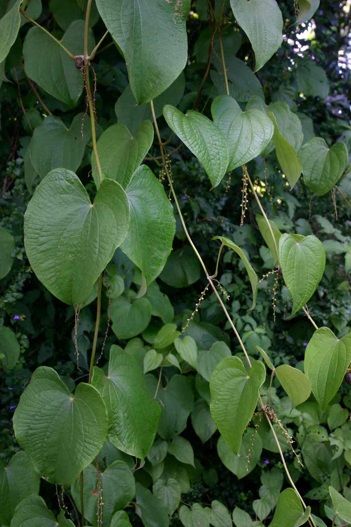 Dioscorea schimperiana