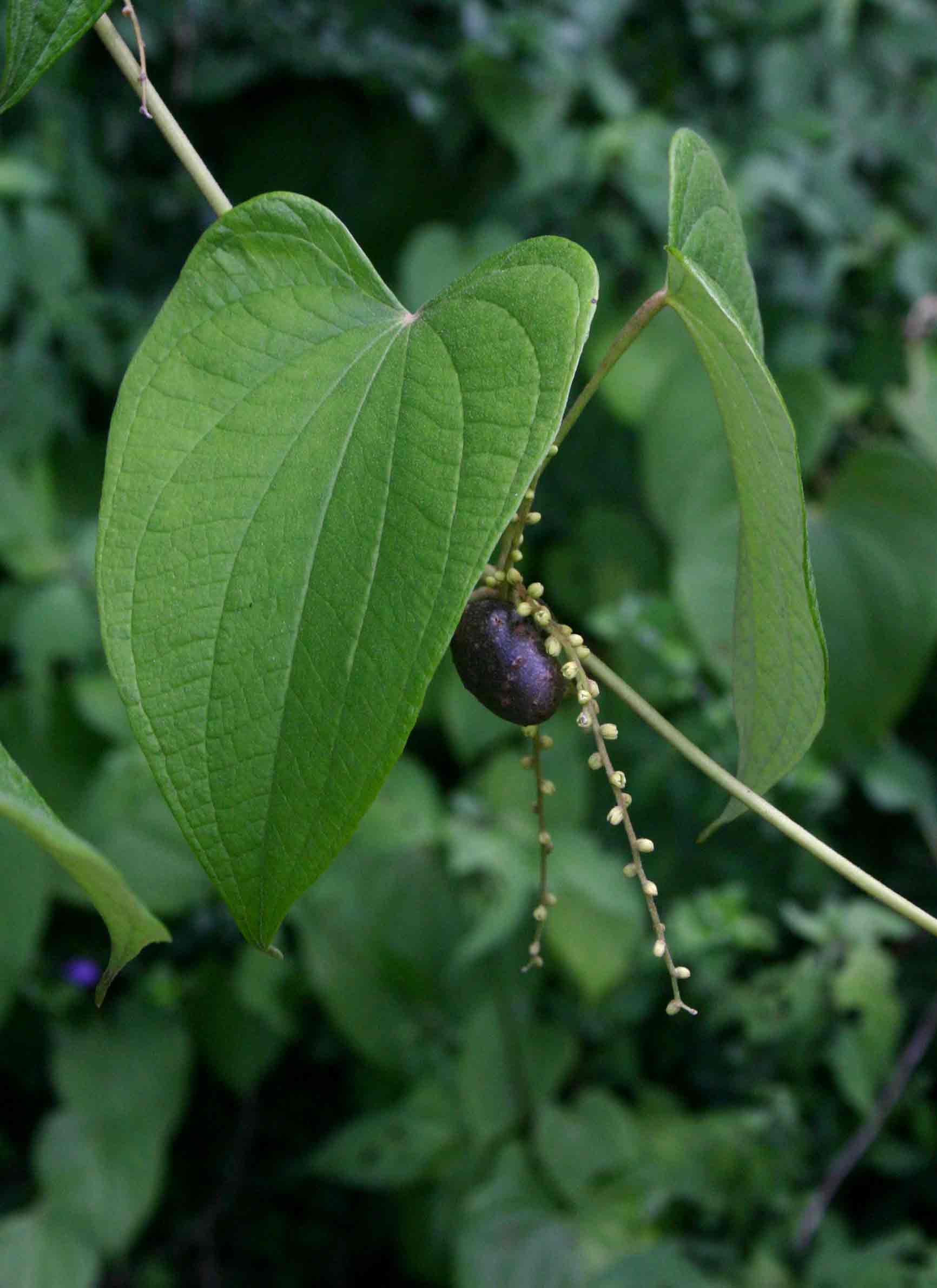 Dioscorea schimperiana