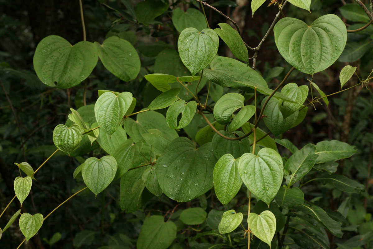 Dioscorea schimperiana