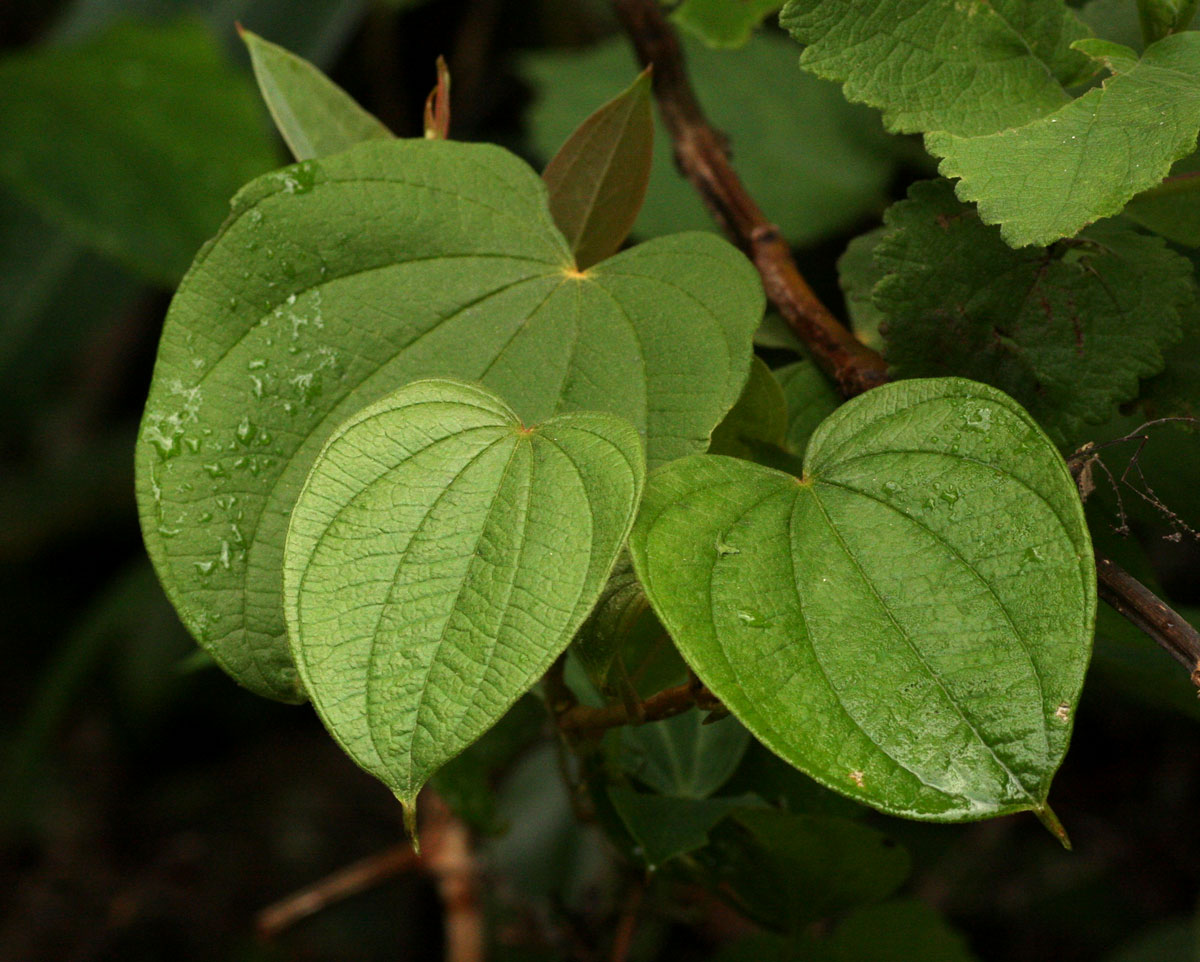 Dioscorea schimperiana