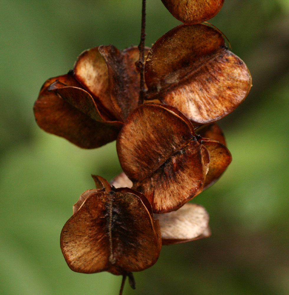 Dioscorea schimperiana