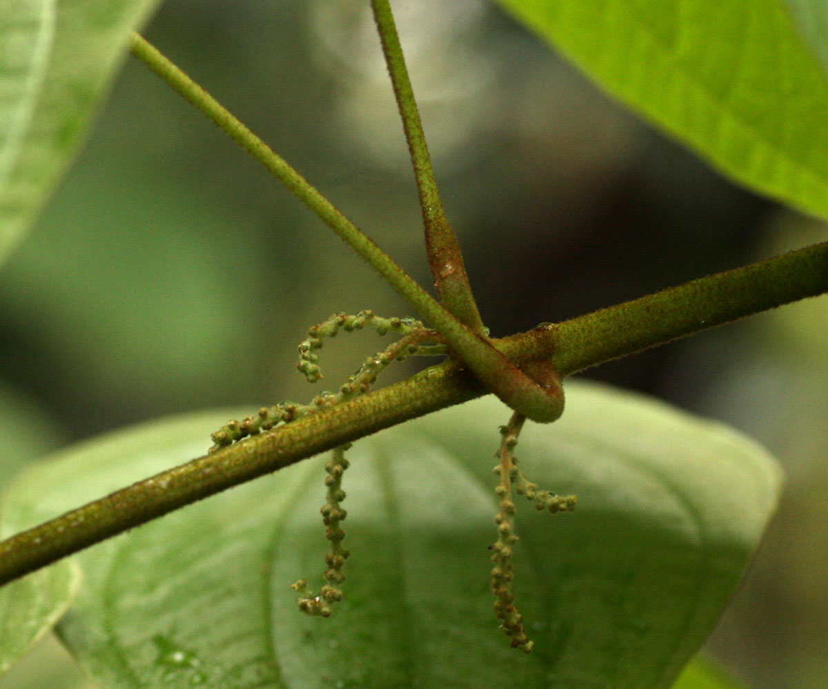 Dioscorea schimperiana