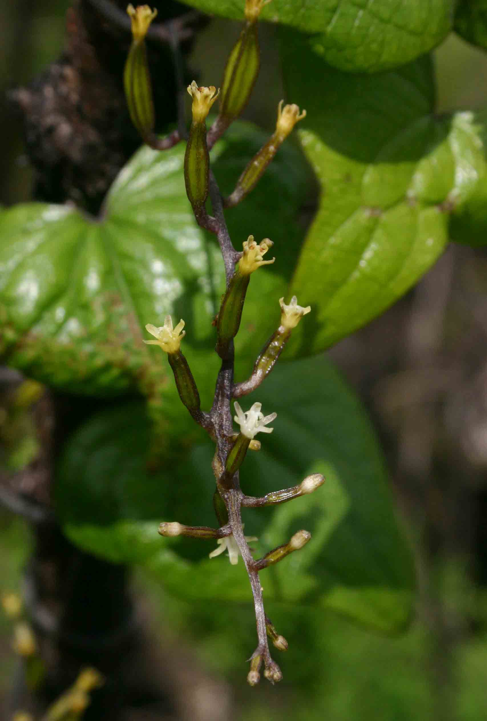 Dioscorea sylvatica