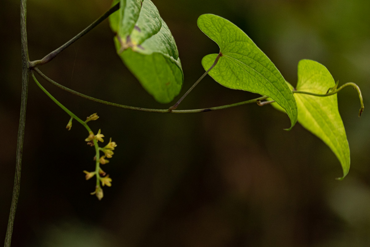 Dioscorea sylvatica Dioscorea sylvatica