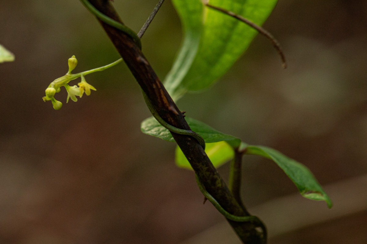 Dioscorea sylvatica Dioscorea sylvatica