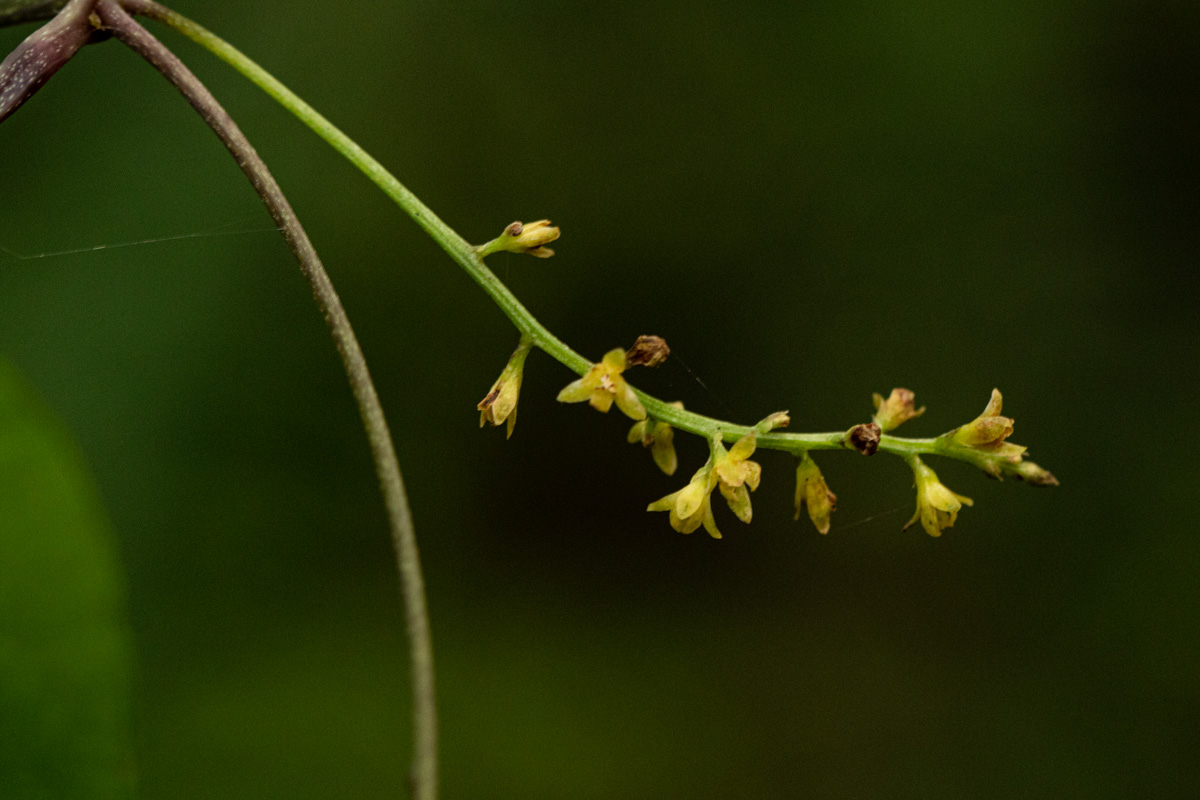 Dioscorea sylvatica Dioscorea sylvatica