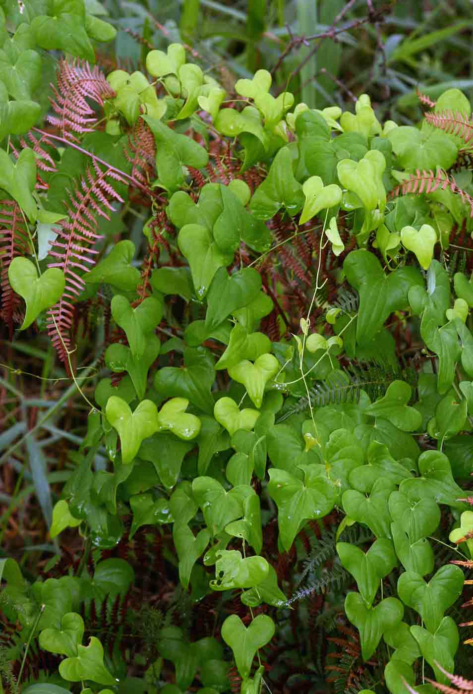 Dioscorea sylvatica