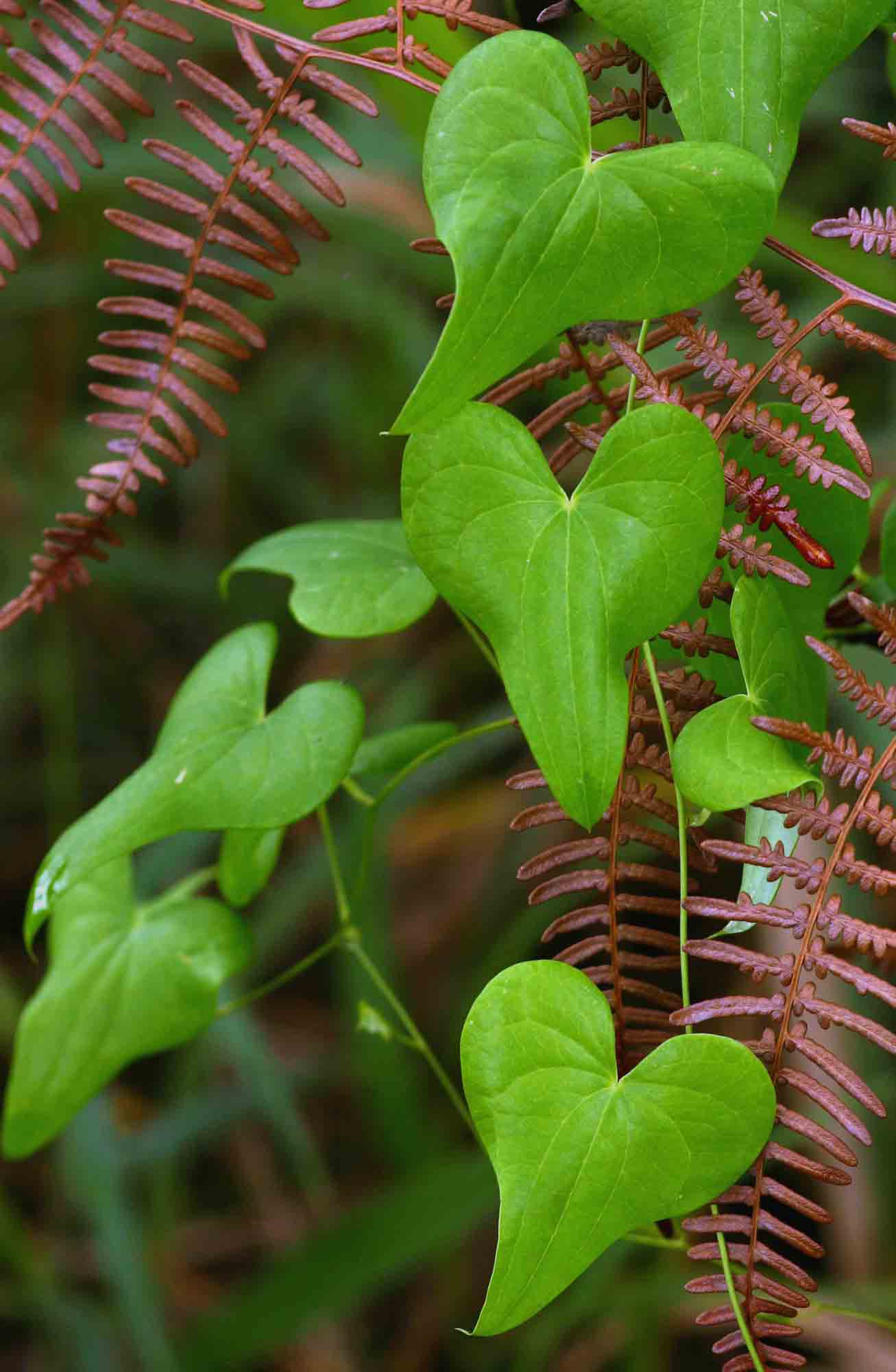 Dioscorea sylvatica Dioscorea sylvatica