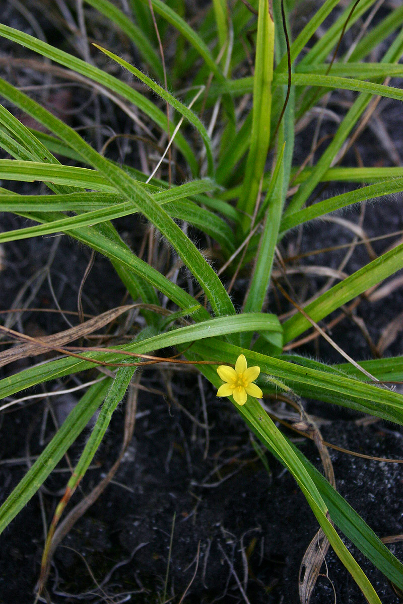 Hypoxis angustifolia