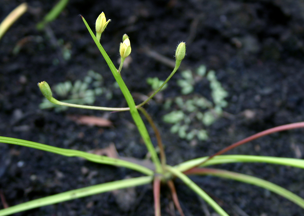 Hypoxis angustifolia