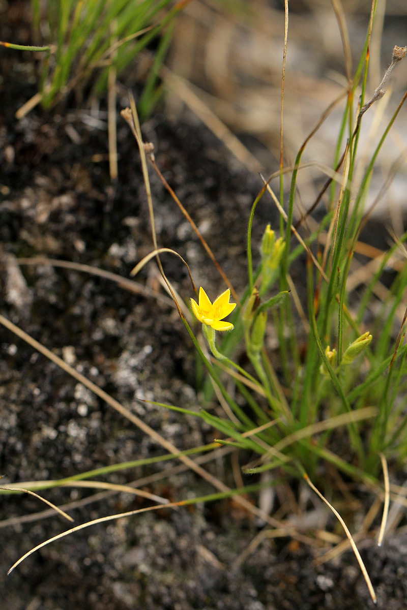 Hypoxis filiformis