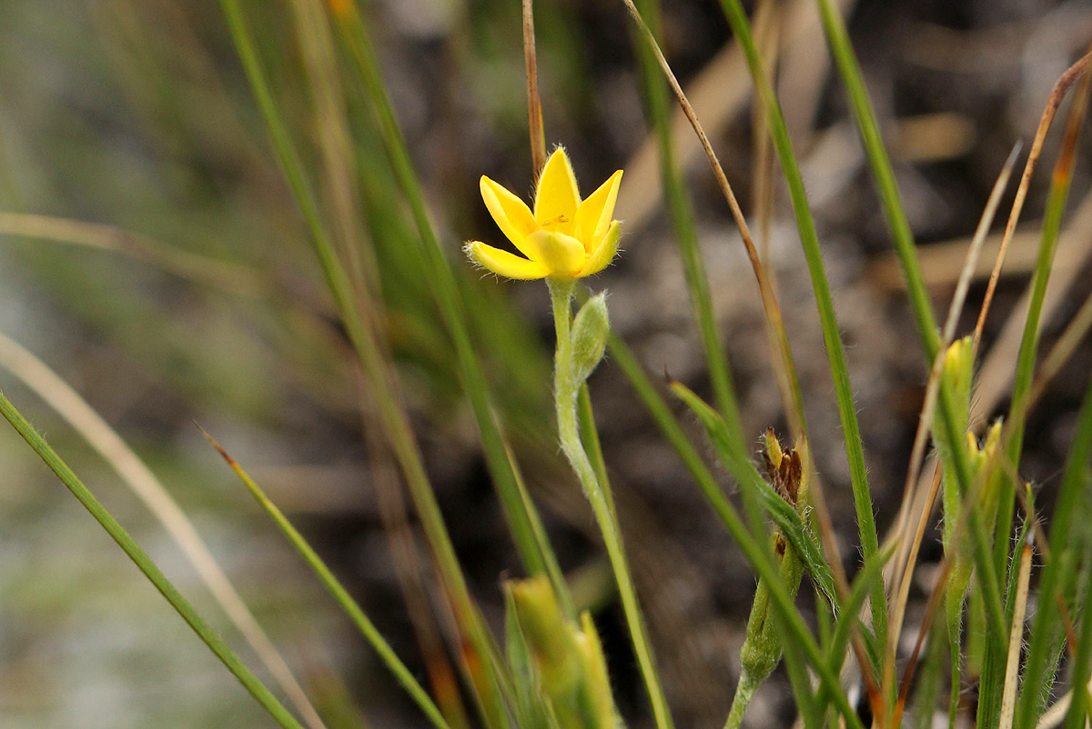 Hypoxis filiformis Hypoxis filiformis