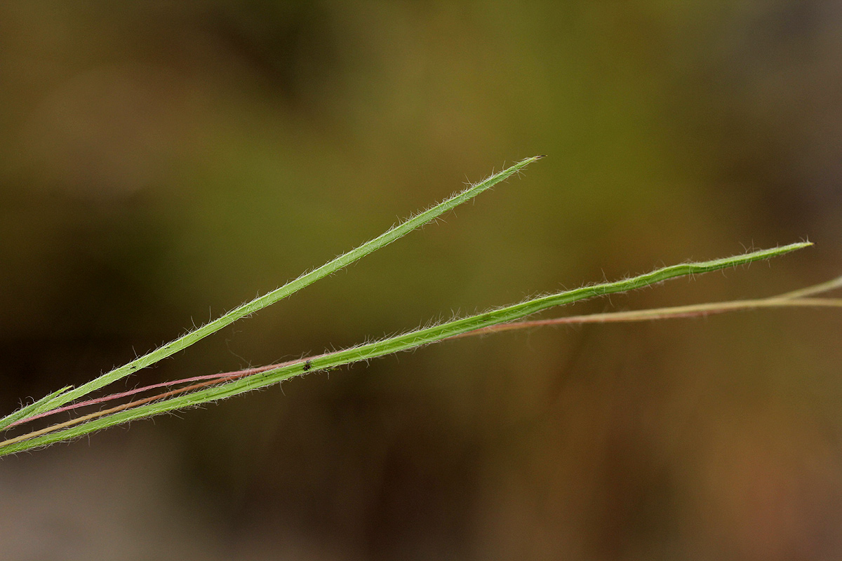 Hypoxis filiformis