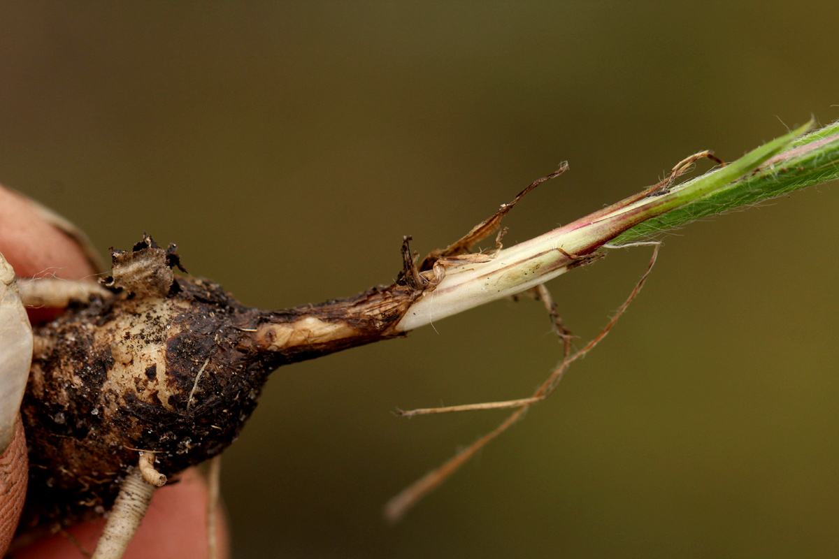 Hypoxis filiformis Hypoxis filiformis