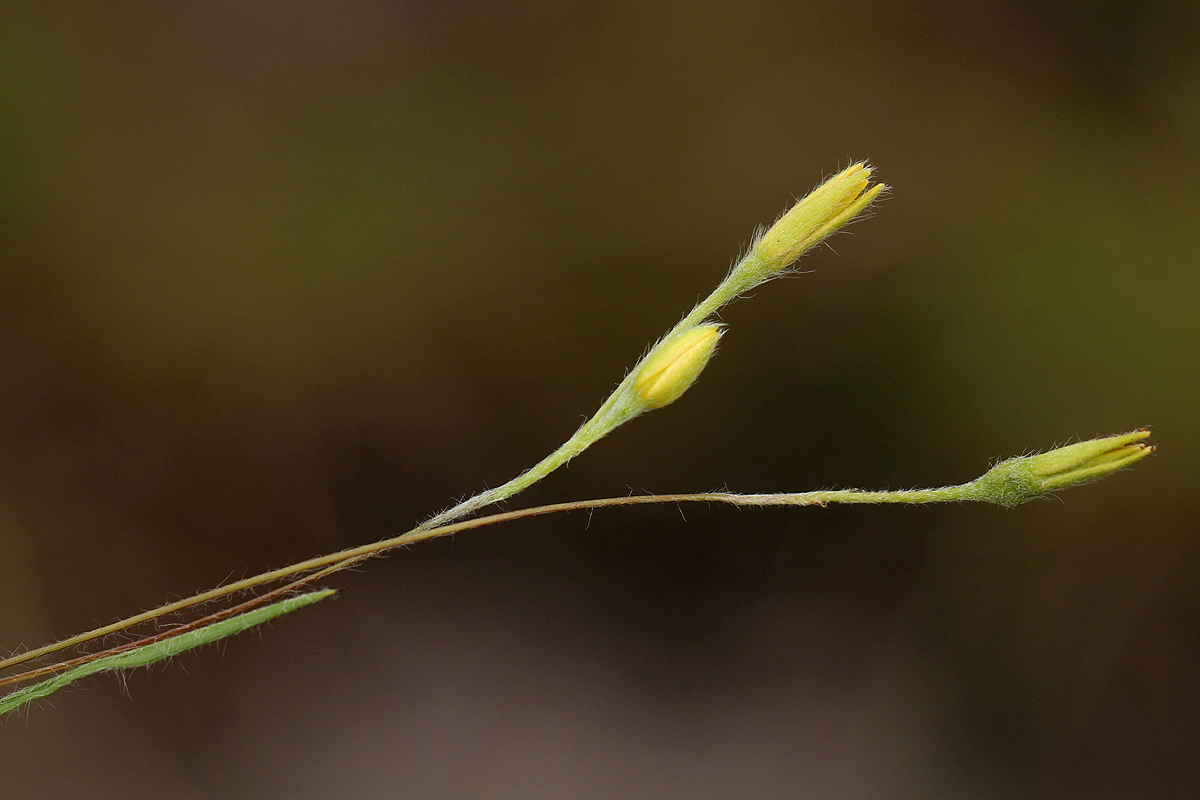 Hypoxis filiformis Hypoxis filiformis