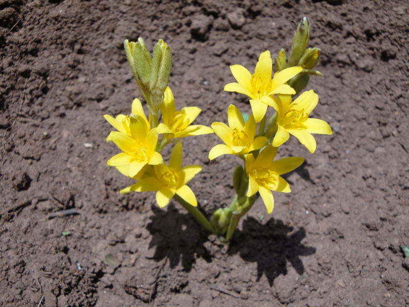 Hypoxis goetzei