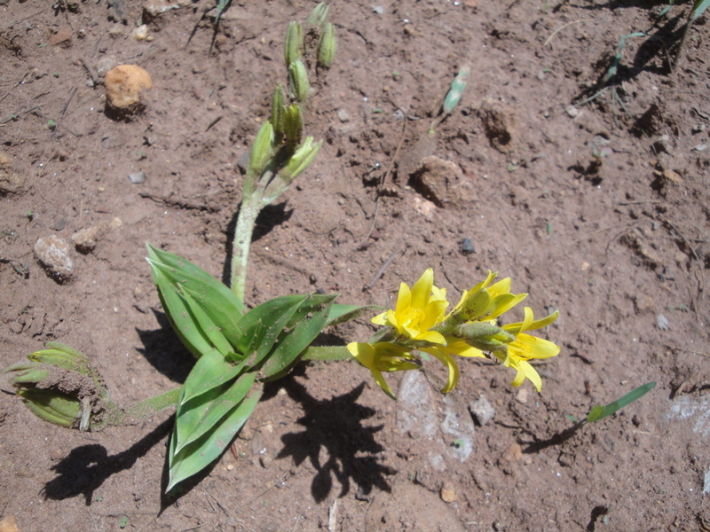 Hypoxis goetzei