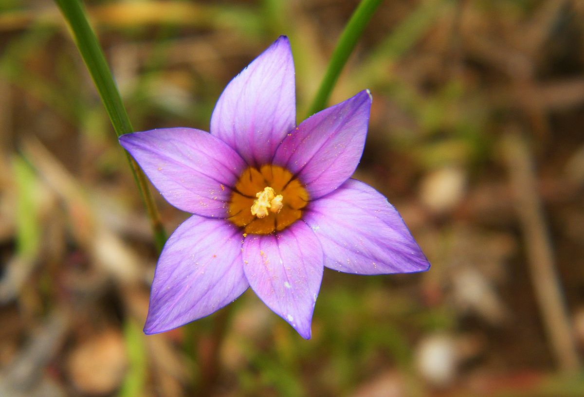 Romulea camerooniana Romulea camerooniana