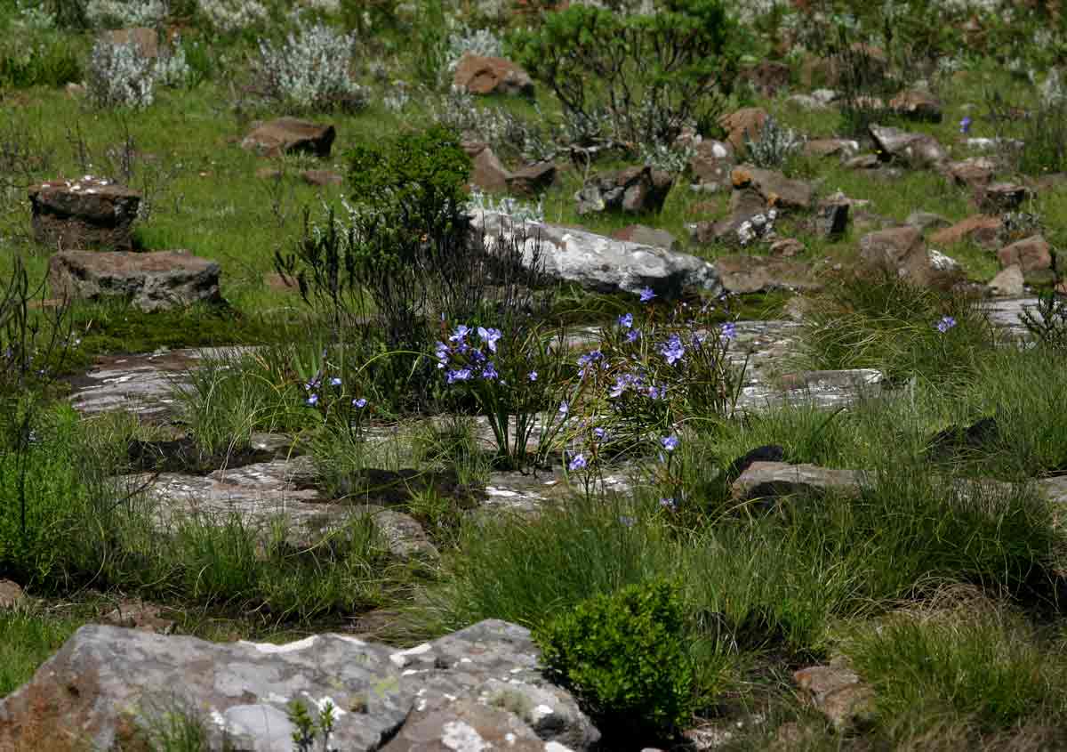 Moraea carsonii Moraea carsonii