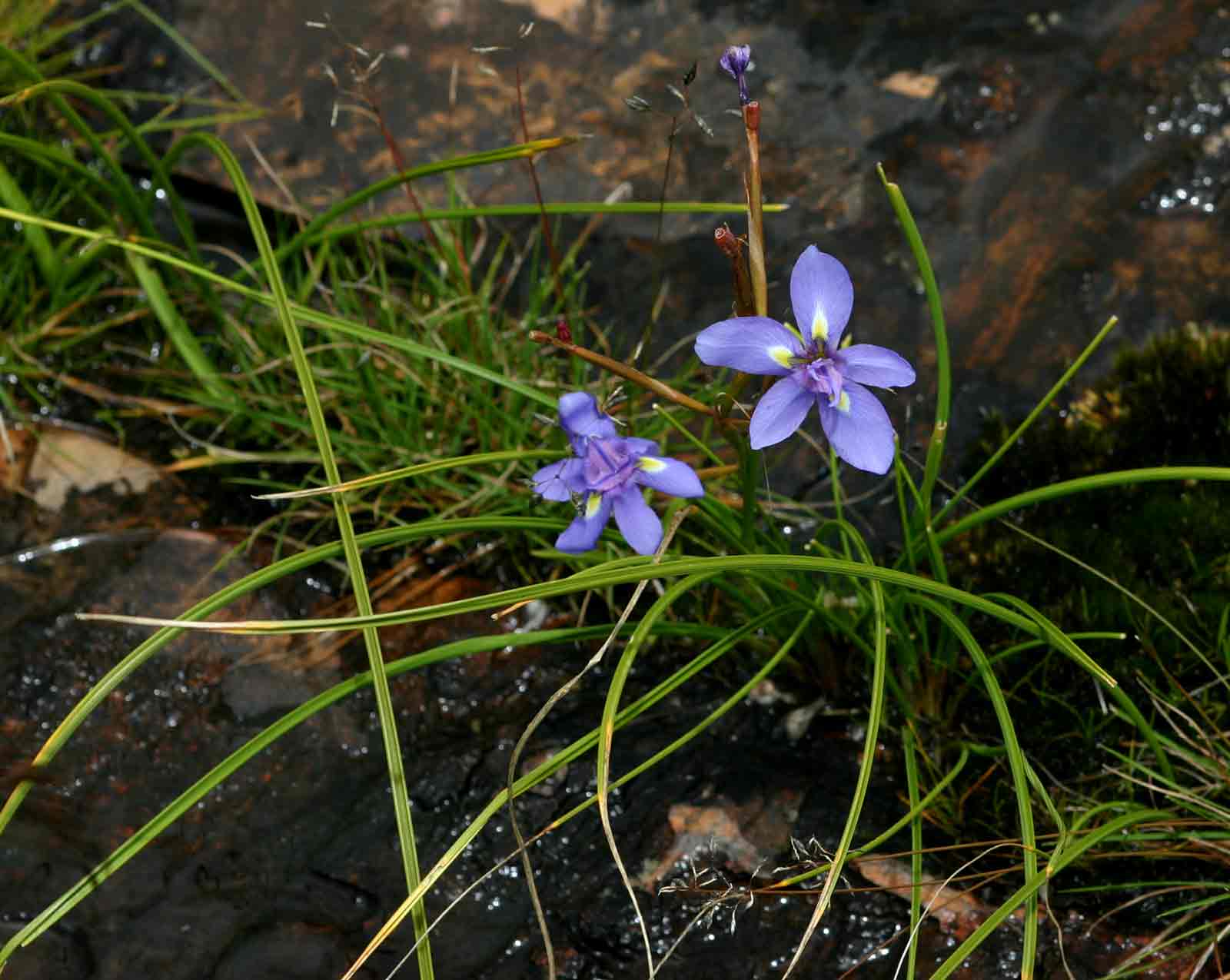 Moraea carsonii
