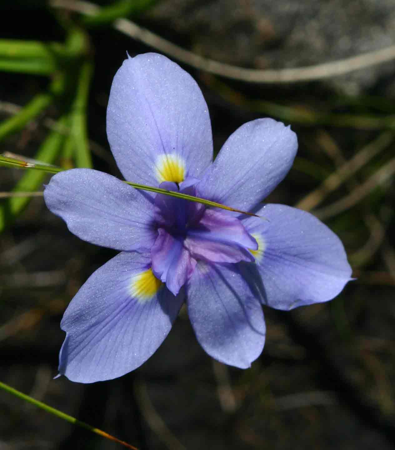 Moraea carsonii