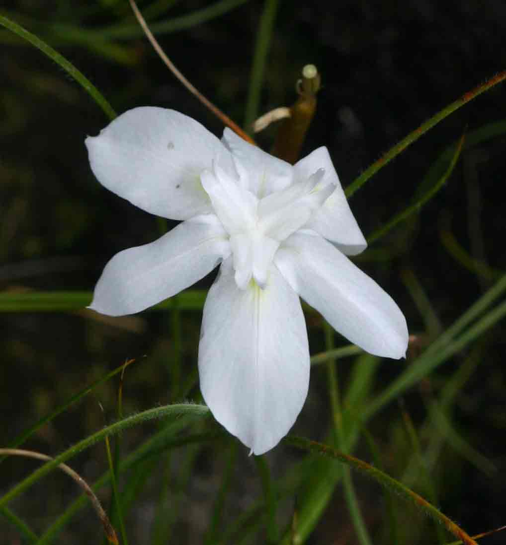 Moraea carsonii