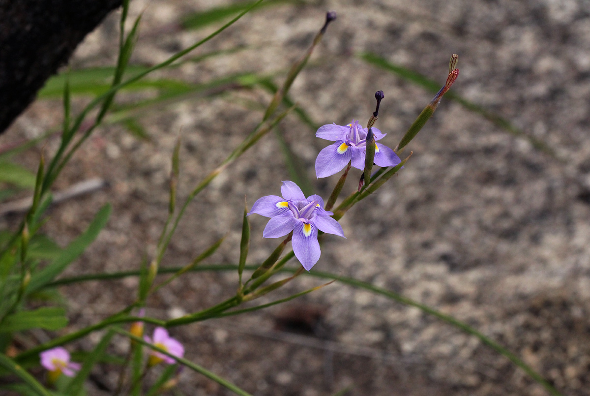 Moraea natalensis