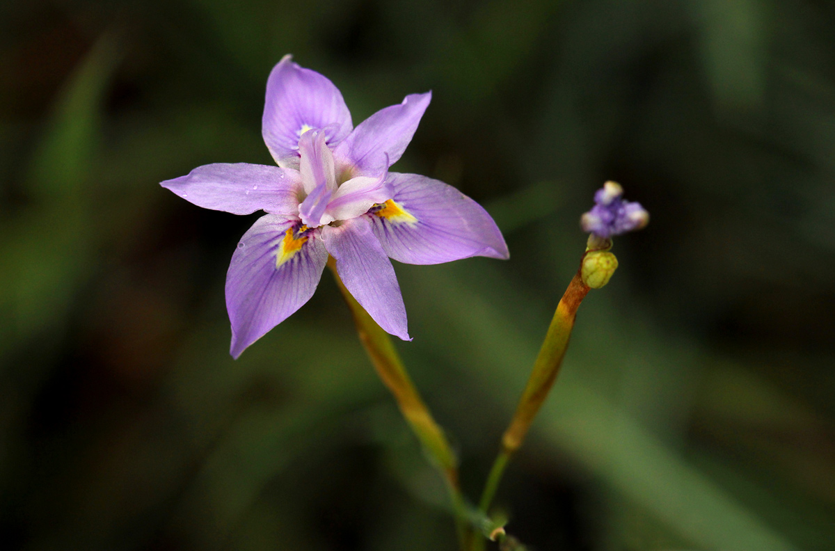 Moraea natalensis
