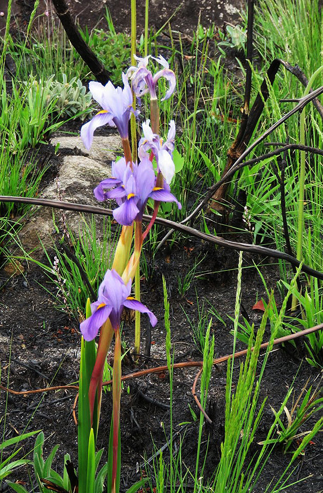 Moraea schimperi Moraea schimperi