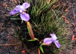 Moraea schimperi