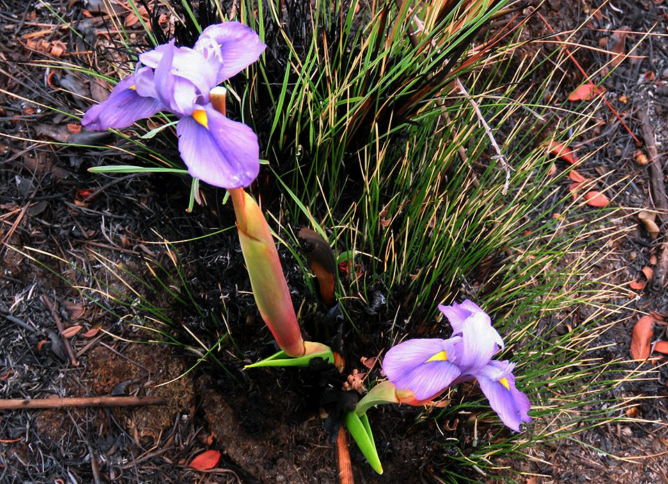 Moraea schimperi